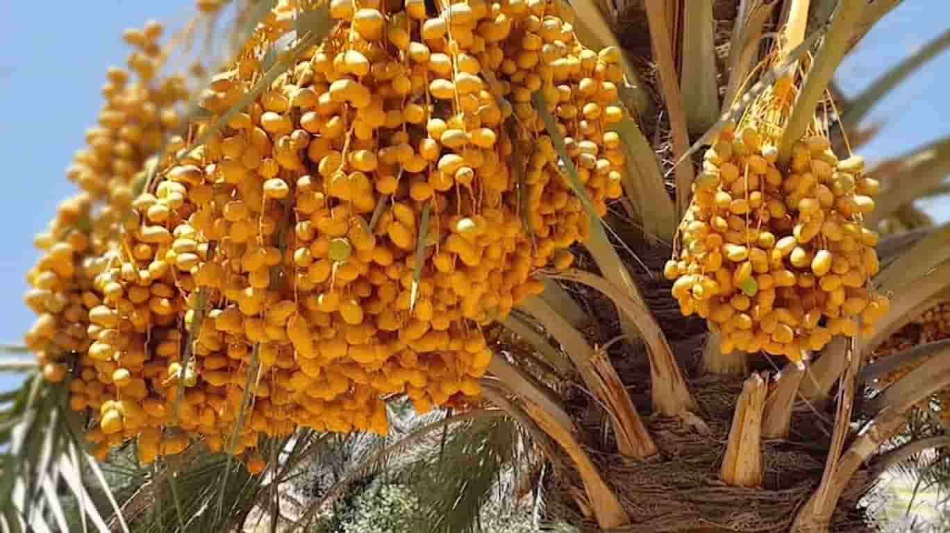 خرما زاهدی اهواز با رنگ طبیعی و شیرینی متعادل